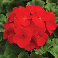 Rot Geranie Breakaway Blumensamen zur Aussaat – Drought verträglich – Traditionssorte & ohne Gentechnik Samen Hausgarten