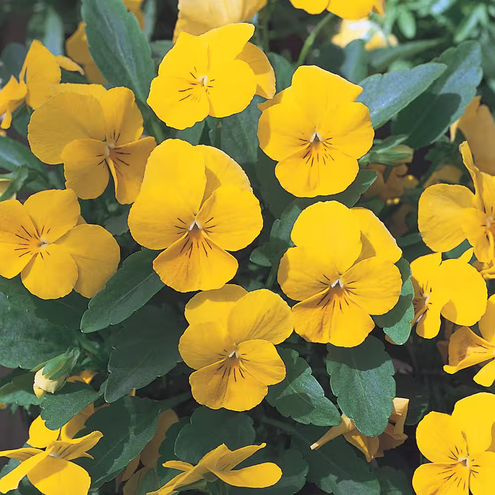 Velour Blumensamen zur Aussaat Garten beliebt Traditionssorte & ohne Gentechnik Samen Hausgarten