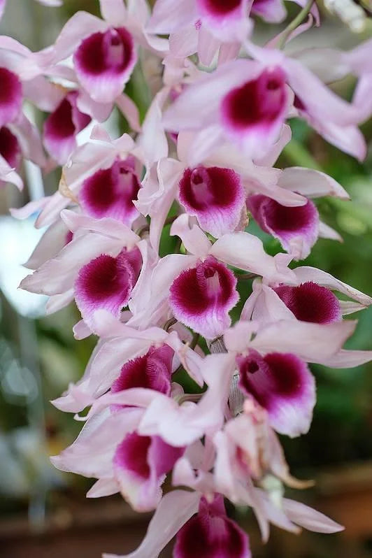 Rosa Rot Dendrobium Blumensamen zur Aussaat – Drought verträglich – Traditionssorte & ohne Gentechnik Samen Hausgarten