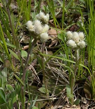 Antennaria neglecta samen für aussaat