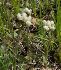 Antennaria neglecta samen für aussaat