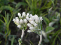 Pussytoes (pussytoes blume) samen for anpflanzung in home garten
