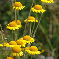 Anthemis tinctoria thriving in dry, sunny gardens from Samen