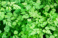 Anthriscus cerefolium Curled Chervil leafy Pflanze Samen