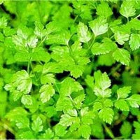 Anthriscus cerefolium Vertissimo curly chervil Pflanze for Zuhause Garten