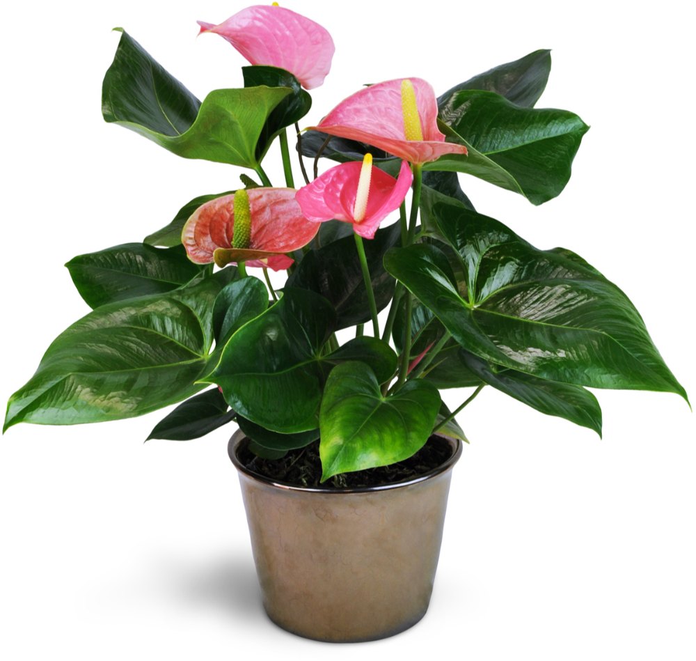 Rosa Flamingoblume Samen Blumensamen zur Aussaat – Drought verträglich – Traditionssorte & ohne Gentechnik Samen Hausgarten