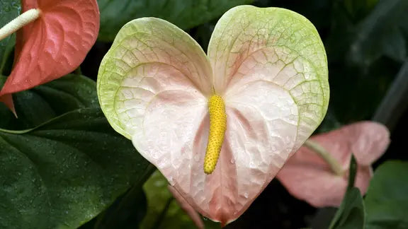 Creme Rosa Flamingoblume Blumensamen zur Aussaat – hochwertige Qualitäts- – Traditionssorte & ohne Gentechnik Samen Hausgarten