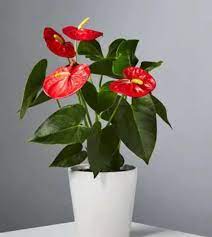 Anthurium andraeanu blume samen for anpflanzung