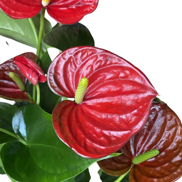 Anthurium andraeanum rot blume samen for anpflanzung