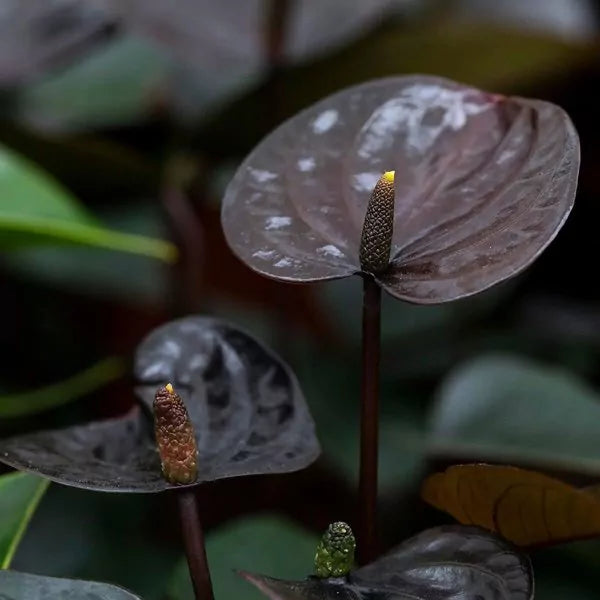 Anthurium andraeanum schwarz variety