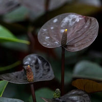 Anthurium andraeanum schwarz variety