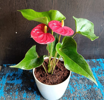 Anthurium blume samen for anpflanzung hardy variety heirloom & gmo free samen for home garten
 
 sale samen for home garten anpflanzung