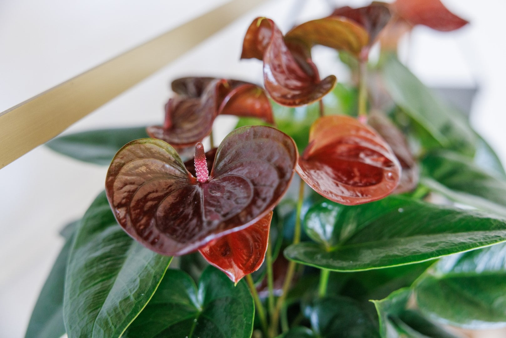 Close-up of dark braun anthurium spathes and leaves