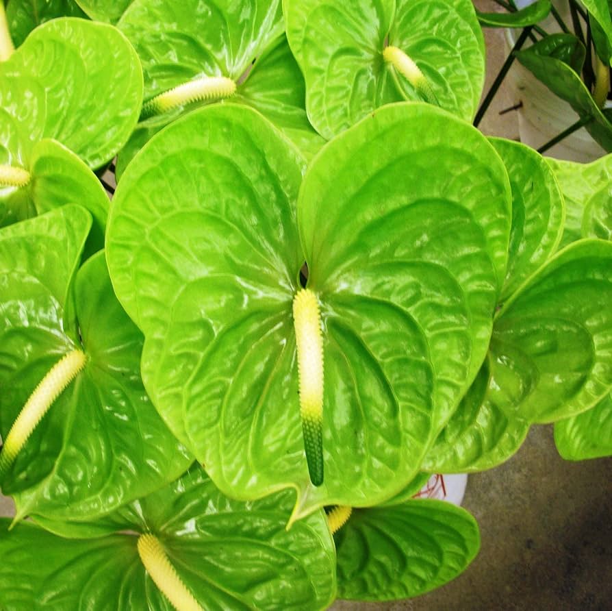 Close-up of grün anthurium petals and leaves