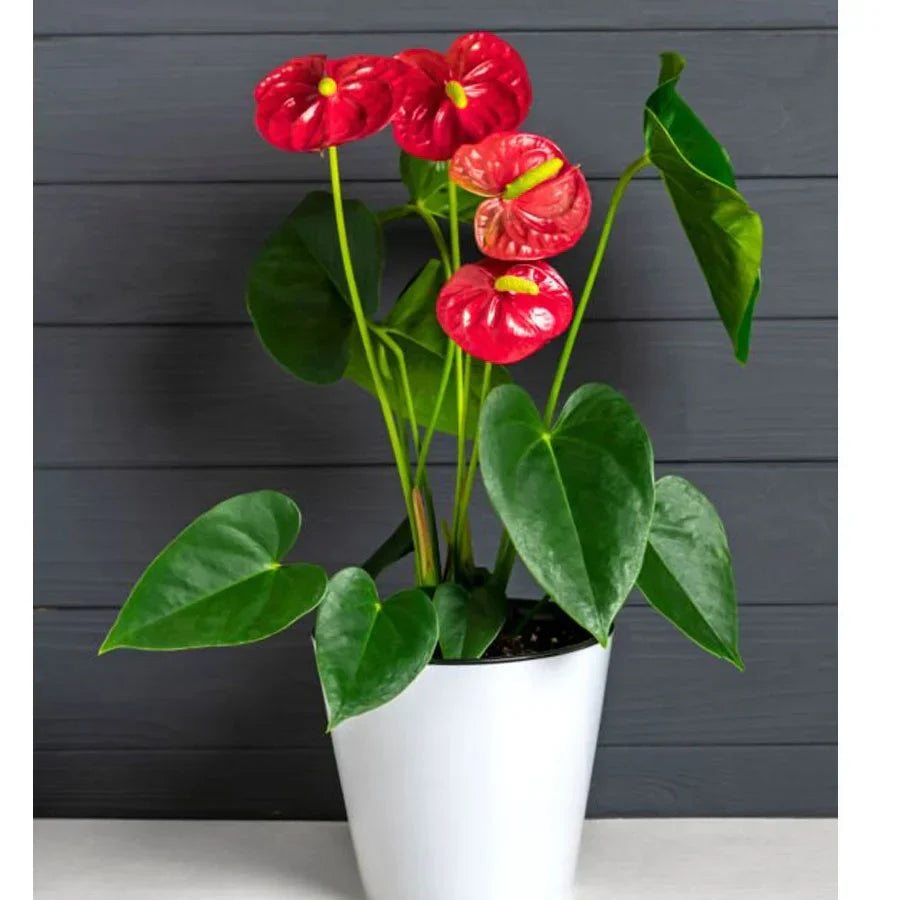 Close-up of light rot anthurium blume and leaves
