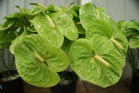 Grün anthurium wachsend in container