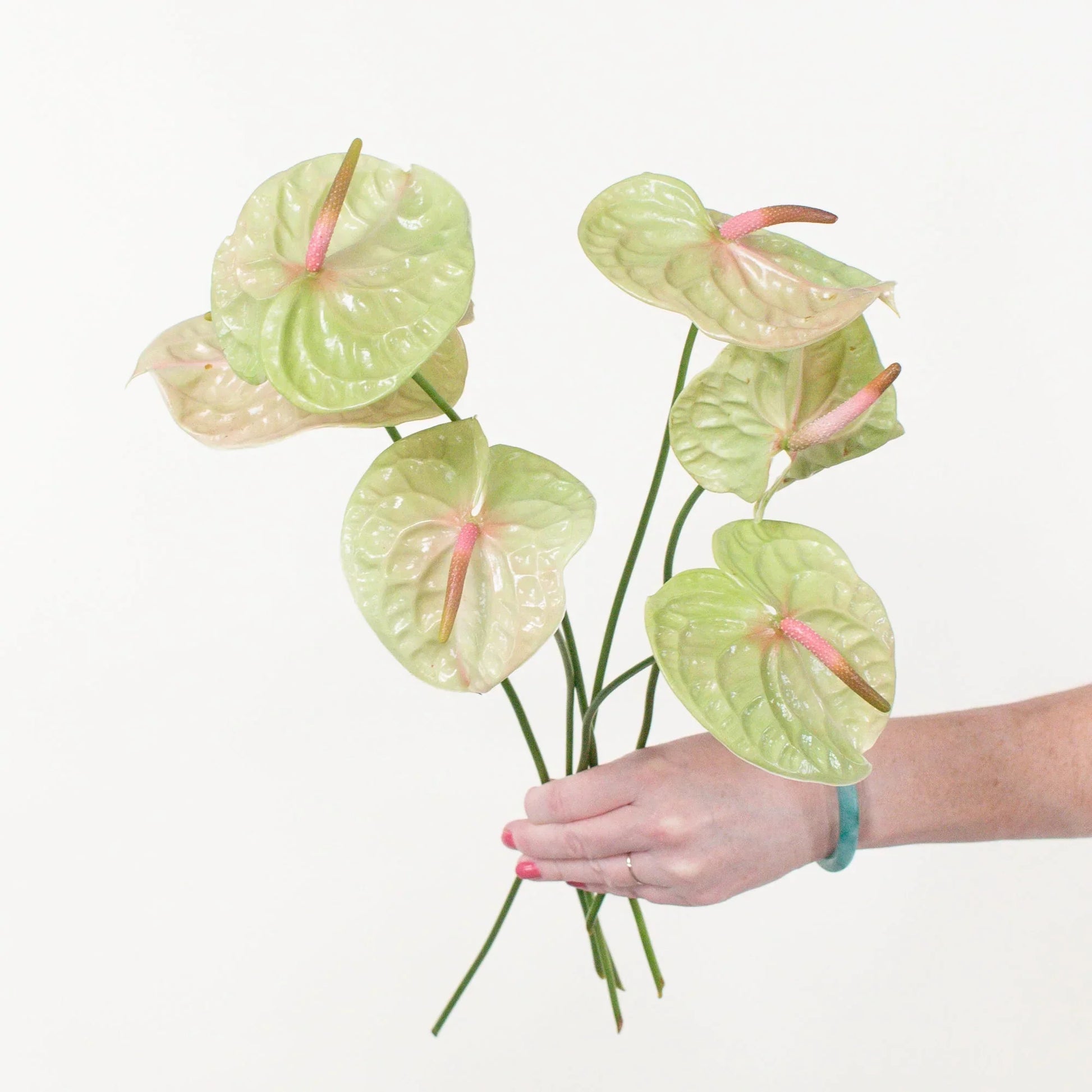 Pista grün anthurium wachsend in container