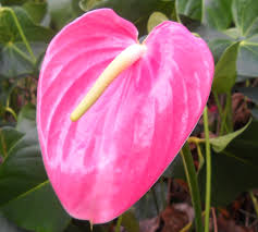 Rosa anthurium wachsend in container