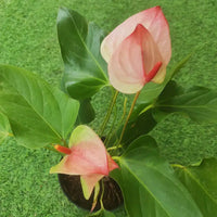 Pale rosa anthurium wachsend in container