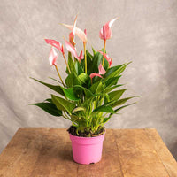 Anthurium cream variety used for indoor garten décor