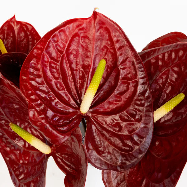 Dark braun anthurium blume samen for all-year anpflanzung