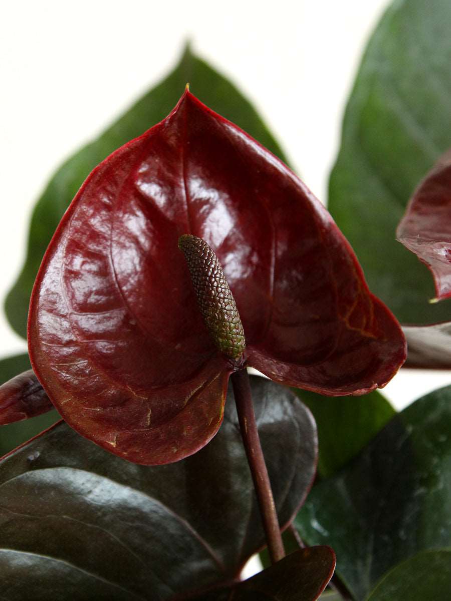 Dark braun anthurium wachsend in töpfen