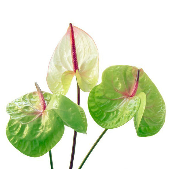 Pista grün anthurium planted along garten border
