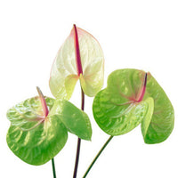 Pista grün anthurium planted along garten border