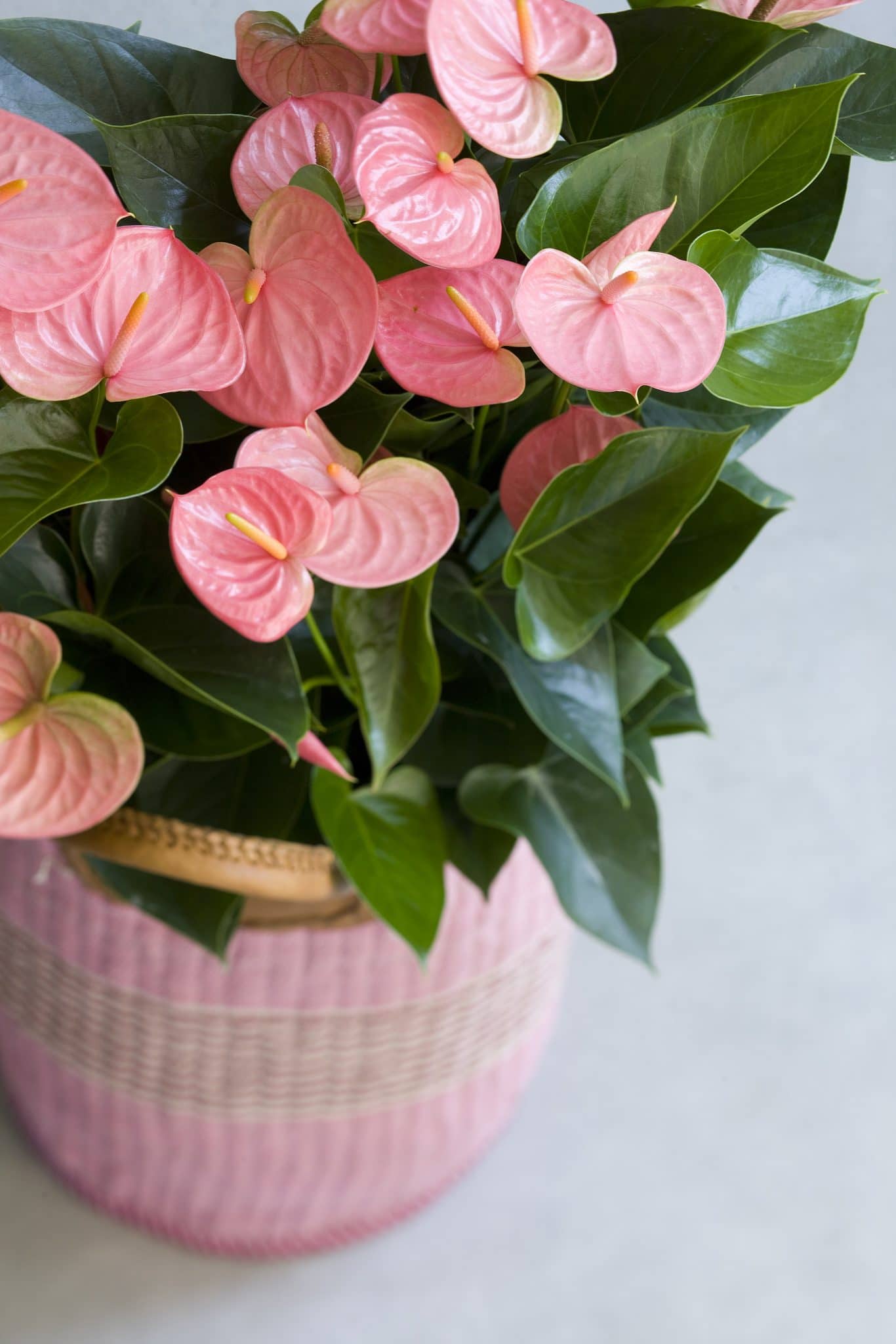 Pale rosa anthurium planted along garten border