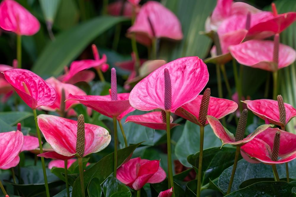Rosa anthurium planted along garten border