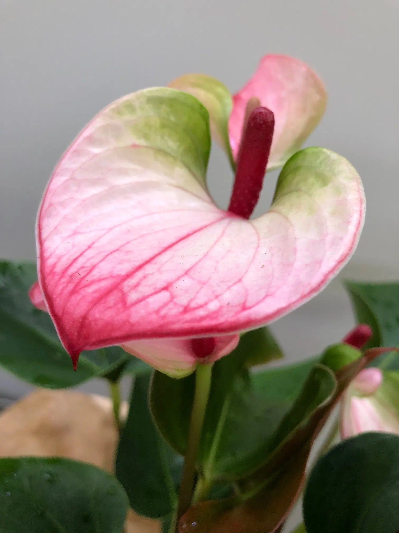 Anthurium wachsend in hydroponic setup