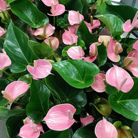 Rosa anthurium pflanze for indoor decoration