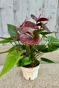 Dark braun anthurium blumen used as indoor décor