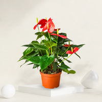 Anthurium pflanze wachsend innen in decorative topf