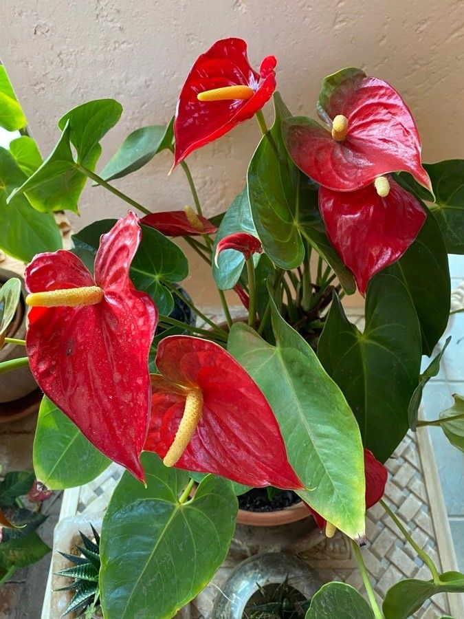 Indoor anthurium linden pflanze wachsend from samen