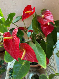 Indoor anthurium linden pflanze wachsend from samen