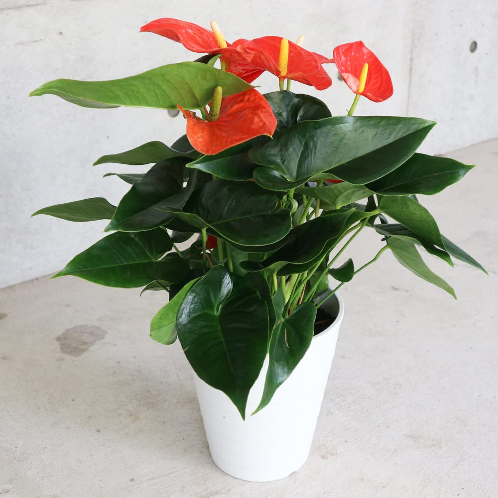 Close-up of anthurium orange and grün leaves