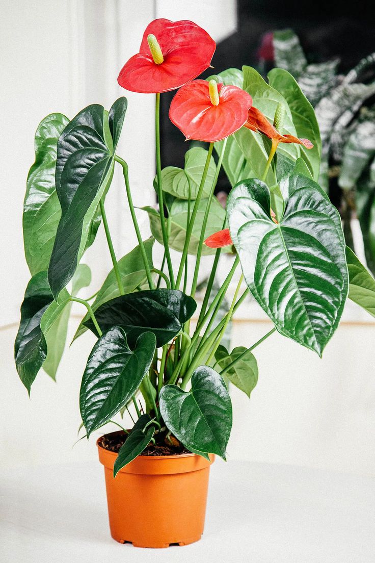Anthurium linden araceae samen for anpflanzung