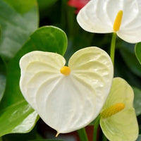 Anthurium linden gold gelb samen for anpflanzung
