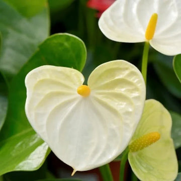 Anthurium linden gold gelb samen for anpflanzung