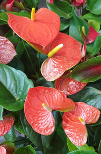 Anthurium linden pflanze wachsend innen