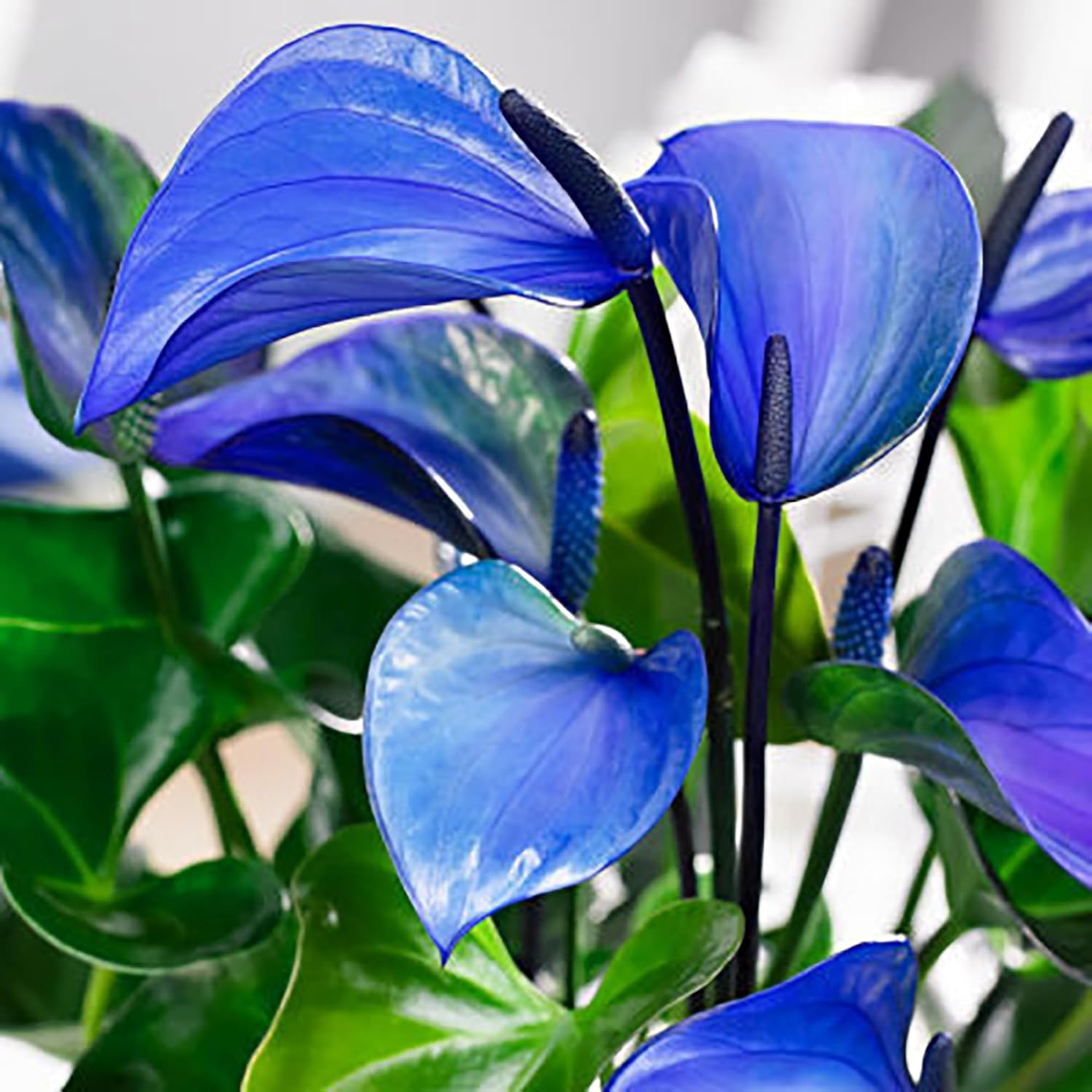 Anthurium linden sky blau blume samen for anpflanzung
