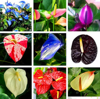 Mixed anthurium blume samen for anpflanzung