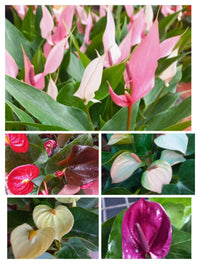 Mixed anthurium pflanzen wachsend in töpfen