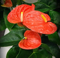 Orange anthurium blume samen for anpflanzung