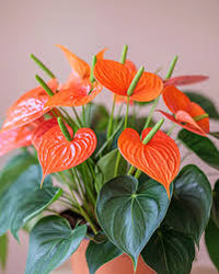 Anthurium orange blume samen for anpflanzung