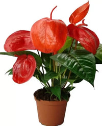 Orange anthurium wachsend in indoor töpfen