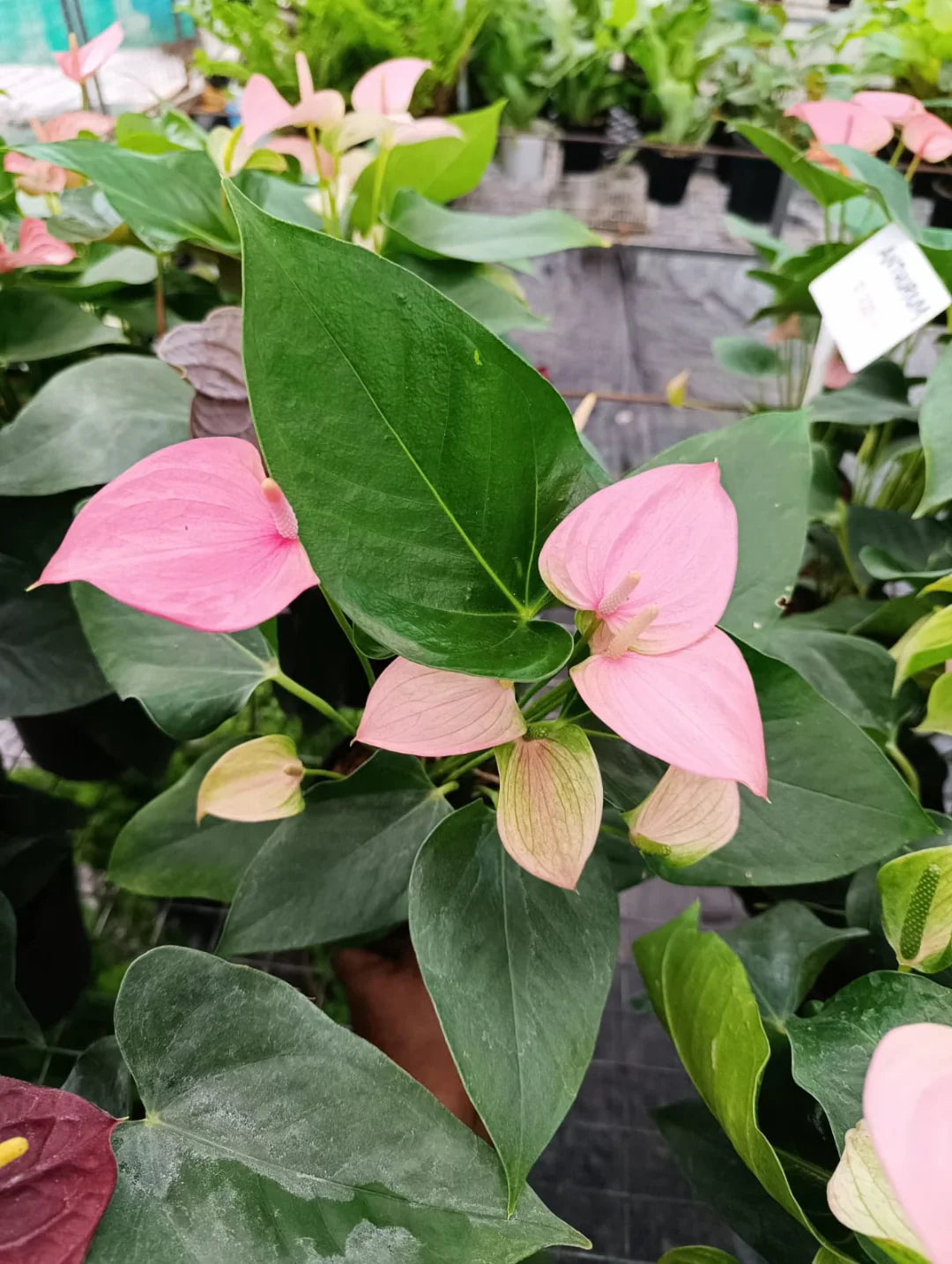 Pale rosa anthurium in patio display
