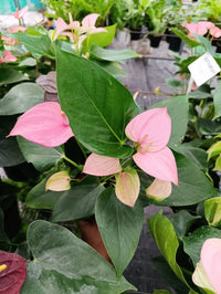 Pale rosa anthurium in patio display