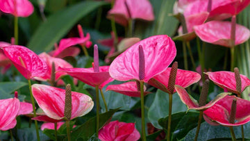 Anthurium rosa blume samen for anpflanzung